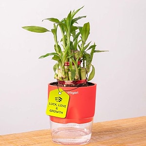 kyari lucky bamboo 2 layer feng shui plant with red self watering pot - small 4 inch