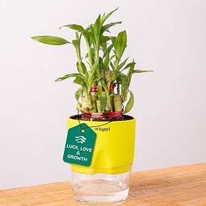 kyari lucky bamboo 2 layer feng shui plant with green self watering pot - small 4 inch