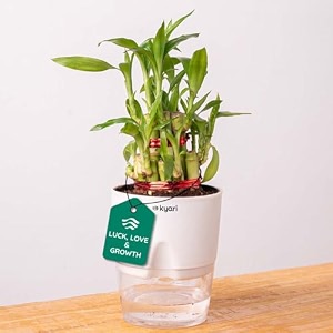 kyari lucky bamboo 2 layer feng shui plant with white self watering pot - small 4 inch