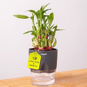 kyari lucky bamboo 2 layer feng shui plant with grey self watering pot - small 4 inch