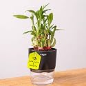 Kyari Lucky Bamboo 2 Layer Feng Shui Plant with Black Self Watering Pot - Small 4 Inch