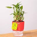 Kyari Lucky Bamboo 2 Layer Feng Shui Plant with Red Self Watering Pot - Small 4 Inch