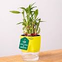 Kyari Lucky Bamboo 2 Layer Feng Shui Plant with Green Self Watering Pot - Small 4 Inch