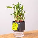 Kyari Lucky Bamboo 2 Layer Feng Shui Plant with Grey Self Watering Pot - Small 4 Inch