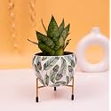 KYARI Beautiful Peacock Feather Print Metal Pot with Stand, Rust-Free Powder Coating, Indoor Outdoor Use, Home Office Decor, Plants Not Included, Pot Size: 10 * 13cm, Stand Height: 7.5cm