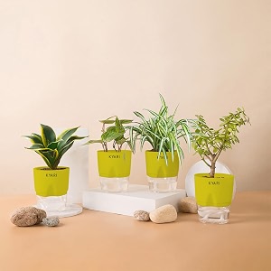 kyari betel leaf-jade-golden hahnii snake-spider combo of 4 indoor plants for living room  live plants  plants with green pot for home air purifier plants  plants for home decor  plants for garden