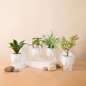 kyari betel leaf-jade-golden hahnii snake-spider combo of 4 indoor plants for living room  live plants  plants with white pot for home air purifier plants  plants for home decor  plants for garden