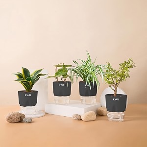 kyari betel leaf-jade-golden hahnii snake-spider combo of 4 indoor plants for living room  live plants  plants with grey pot for home air purifier plants  plants for home decor  plants for garden