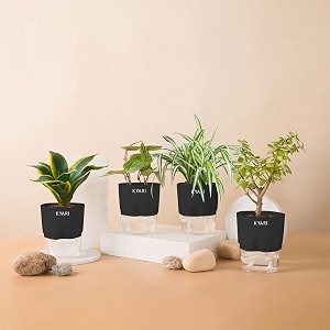kyari betel leaf-jade-golden hahnii snake-spider combo of 4 indoor plants for living room  live plants  plants with black pot for home air purifier plants  plants for home decor  plants for garden