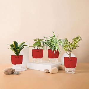 kyari betel leaf-jade-golden hahnii snake-spider combo of 4 indoor plants for living room  live plants  plants with red pot for home air purifier plants  plants for home decor  plants for garden