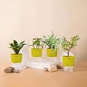KYARI Betel Leaf-Jade-Golden Hahnii Snake-Spider Combo of 4 Indoor Plants for Living Room | Live Plants | Plants with Green Pot for Home Air purifier plants | Plants for Home Decor | Plants for garden