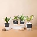 KYARI Betel Leaf-Jade-Golden Hahnii Snake-Spider Combo of 4 Indoor Plants for Living Room | Live Plants | Plants with Grey Pot for Home Air purifier plants | Plants for Home Decor | Plants for garden