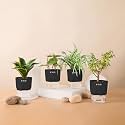 KYARI Betel Leaf-Jade-Golden Hahnii Snake-Spider Combo of 4 Indoor Plants for Living Room | Live Plants | Plants with Black Pot for Home Air purifier plants | Plants for Home Decor | Plants for garden