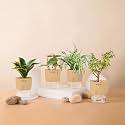 KYARI Betel Leaf-Jade-Golden Hahnii Snake-Spider Combo of 4 Indoor Plants for Living Room | Live Plants | Plants with Cream Pot for Home Air purifier plants | Plants for Home Decor | Plants for garden