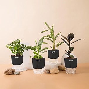 kyari black rubber-c rufibarba-peace lily-broken heart combo of 4 indoor plants for living room  live plants  plants with black pot for home air purifier plants  plants for home decor amp garden