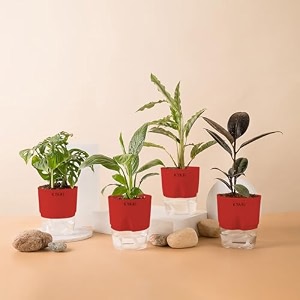 kyari black rubber-c rufibarba-peace lily-broken heart combo of 4 indoor plants for living room  live plants  plants with red pot for home air purifier plants  plants for home decor amp garden