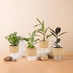 kyari black rubber-c rufibarba-peace lily-broken heart combo of 4 indoor plants for living room  live plants  plants with cream pot for home air purifier plants  plants for home decor amp garden