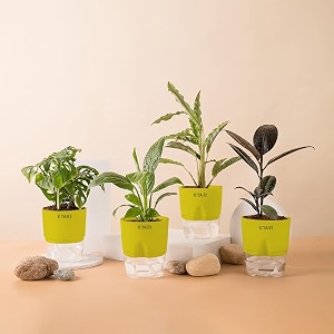 kyari black rubber-c rufibarba-peace lily-broken heart combo of 4 indoor plants for living room  live plants  plants with green pot for home air purifier plants  plants for home decor amp garden