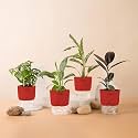 KYARI Black Rubber-C Rufibarba-Peace Lily-Broken Heart Combo of 4 Indoor Plants for Living Room | Live Plants | Plants with Red Pot for Home Air purifier plants | Plants for Home Decor &amp; Garden