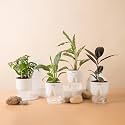KYARI Black Rubber-C Rufibarba-Peace Lily-Broken Heart Combo of 4 Indoor Plants for Living Room | Live Plants | Plants with White Pot for Home Air purifier plants | Plants for Home Decor &amp; Garden