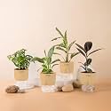 KYARI Black Rubber-C Rufibarba-Peace Lily-Broken Heart Combo of 4 Indoor Plants for Living Room | Live Plants | Plants with Cream Pot for Home Air purifier plants | Plants for Home Decor &amp; Garden