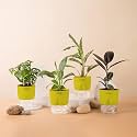 KYARI Black Rubber-C Rufibarba-Peace Lily-Broken Heart Combo of 4 Indoor Plants for Living Room | Live Plants | Plants with Green Pot for Home Air purifier plants | Plants for Home Decor &amp; Garden