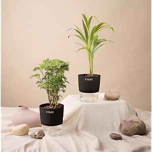 kyari combo of 2 areca palm-aralia green indoor plants for living room  live plants  plants with black pot for home air purifier plants  plants for home decor
