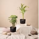 KYARI Combo of 2 Areca Palm-Aralia Green Indoor Plants for Living Room | Live Plants | Plants with Black Pot for Home Air purifier plants | Plants for Home Decor