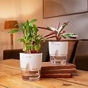 KYARI Combo of 2 - Calathea Triostar and Lucky Bamboo Indoor Plants for Living Room | Live Plants | Plants with White Self Watering Pot for Home