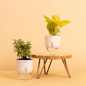 kyari combo of 2 golden money pothos good luck jade live indoor plant white self-watering pot best for living room kitchen bedroom amp office table- set of 2
