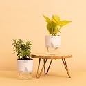 KYARI Combo of 2 Golden Money Pothos, Good Luck Jade |Live Indoor Plant| White Self-Watering Pot, Best for Living Room, Kitchen, Bedroom, &amp; Office Table- (Set of 2)