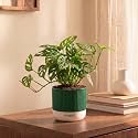 Kyari Philodendron Broken Heart Plant Live Indoor Plant with Green Self Watering Pot 4 Inch - Broken Heart Plant with Pot for Home, Living Room, Desk - Tropical Air Purifying