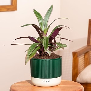 kyari rhoeo tricolour plant with green self watering pot - mylo pot
