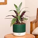 Kyari Rhoeo Tricolour Plant with Green Self Watering Pot - Mylo Pot
