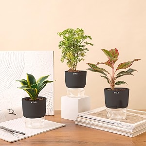 kyari combo of 3 golden snake-aglaonema lipstick-aralia green indoor plants for living room  live plants  plants with grey pot for home air purifier plants  plants for home decor