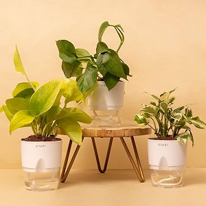 kyari combo of 3 money n39joy golden money money variegated  indoor plants for living room  live plants  plants with white self watering pot for home  air purifier plants  plants for home decor
