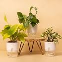 KYARI Combo of 3 Money N'joy, Golden Money, Money Variegated | Indoor Plants for Living Room | Live Plants | Plants with White Self Watering Pot for Home | Air purifier plants | Plants for Home Decor