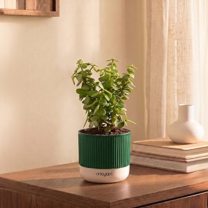 kyari good luck jade plant live indoor plant with green self watering pot 4 inch - jade plant with pot for home office living room desk - lucky feng shui vastu money tree plant