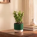 Kyari Good Luck Jade Plant Live Indoor Plant with Green Self Watering Pot 4 Inch - Jade Plant with Pot for Home, Office, Living Room, Desk - Lucky Feng Shui Vastu Money Tree Plant