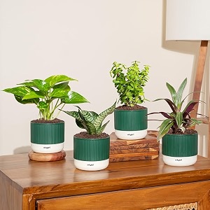 kyari combo of 4 indoor plants - jade green snake money variegated rhoeo with green self watering pot 4 inch - live plants for home decor living room office desk - air purifying vastu plant set