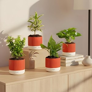 kyari combo of 4 indoor plants - jade peace lily song of india money variegated with red brick self watering pot 4 inch - live plants for home living room office - air purifying plant set