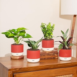 kyari combo of 4 indoor plants - jade green snake money variegated rhoeo with red brick self watering pot 4 inch - live plants for home decor living room office desk - air purifying plant set