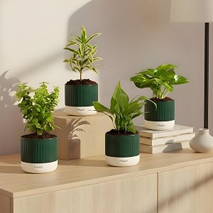 kyari combo of 4 indoor plants - jade peace lily song of india money variegated with green self watering pot 4 inch - live plants for home decor living room office desk - air purifying plant set