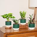Kyari Combo of 4 Indoor Plants - Jade, Green Snake, Money Variegated, Rhoeo with Green Self Watering Pot 4 Inch - Live Plants for Home Decor, Living Room, Office Desk - Air Purifying Vastu Plant Set