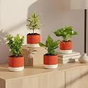 Kyari Combo of 4 Indoor Plants - Jade, Peace Lily, Song of India, Money Variegated with Red Brick Self Watering Pot 4 Inch - Live Plants for Home, Living Room, Office - Air Purifying Plant Set