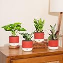Kyari Combo of 4 Indoor Plants - Jade, Green Snake, Money Variegated, Rhoeo with Red Brick Self Watering Pot 4 Inch - Live Plants for Home Decor, Living Room, Office Desk - Air Purifying Plant Set