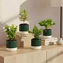Kyari Combo of 4 Indoor Plants - Jade, Peace Lily, Song of India, Money Variegated with Green Self Watering Pot 4 Inch - Live Plants for Home Decor, Living Room, Office Desk - Air Purifying Plant Set