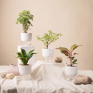kyari combo of 4 jade-aglaonema lipstick-golden snake-aralia green indoor plants  live plants  plants with white pot for home air purifier plants  plants for home decor