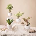 KYARI Combo of 4 Jade-Aglaonema Lipstick-Golden Snake-Aralia Green Indoor Plants | Live Plants | Plants with White Pot for Home Air purifier plants | Plants for Home Decor