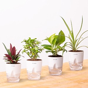 kyari combo of 4 jade plant spider plant oyster plant golden money  indoor plants for living room  plants with white self watering pot for home  live plants